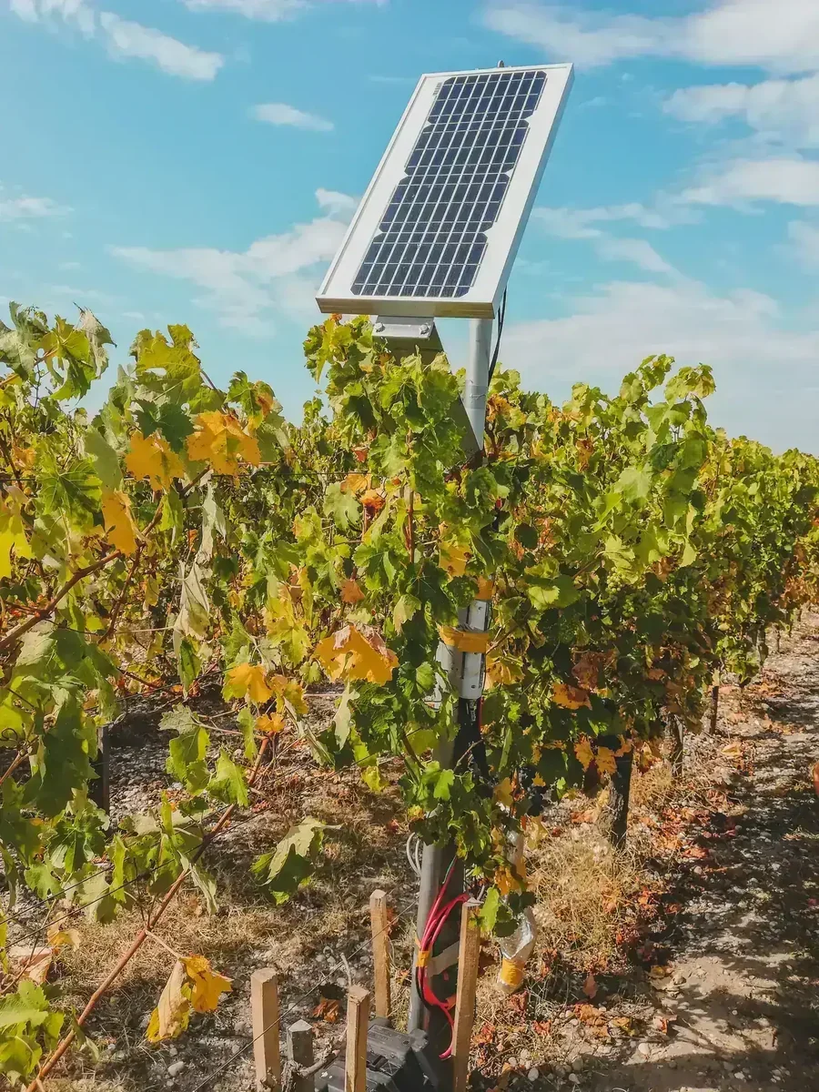 Painel solar em poste no vinhedo, com folhas de uva verdes e amareladas sob céu azul